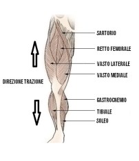 muscoli gamba