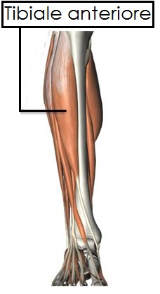 tibiale-anteriore